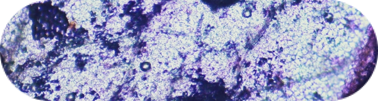 cellular image